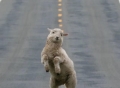 古代奇事：羊跳舞