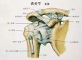 肩膀疼痛人群注意：肩膀疼不都是肩周炎，五个维度认识肩袖损伤