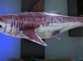 Steam好玩的游戏推荐，这款游戏的巨齿鲨能称霸海洋