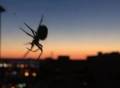 死蜘蛛转世成为机械臂：人们求之不得的微型气动抓手来了