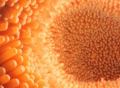 JITC：中国科学家发现预测肝癌免疫治疗效果的肠道微生物和代谢产物