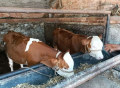 5岁黄牛产下双胞胎 专家：母牛产下双胞胎的概率约为五万分之一