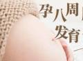 怀孕八周的胎儿是什么样子的？怀孕八周的胎儿发育情况如何？