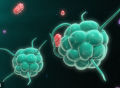 噬菌体组合疗法可精确打击肠道细菌且避开有益微生物