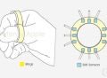 苹果智能指环专利：集成12个传感器，专用于XR场景