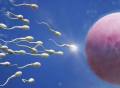 今日《科学》：中国科学家揭示精子发育过程重要机制