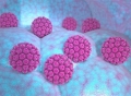 【科普】HPV感染不分男女，大部分感染者提高免疫力可以转阴