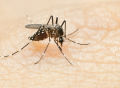 蚊子又胜一局！科学家敲除蚊子嗅觉基因，结果失败了