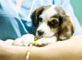 美国出现神秘病毒：两个月内至少60只狗死亡，尚不清楚是否会传染