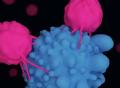 《自然》：响应PD-1抑制剂的T细胞亚型，终于找到了！