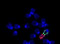 《科学》重磅：中科院团队创造世界首个“染色体融合”小鼠