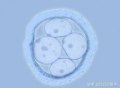 夫妻染色体正常，只有嵌合体胚胎，可以移植吗？