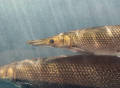 河南汝州“怪鱼”已捕获！细数外来入侵物种的几大危害