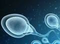 人类精子在体内、体外都易被新冠感染！病毒攻击的另一目标：男性生殖系统