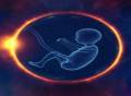 重磅！Science发布人类早期胚胎翻译调控新机制