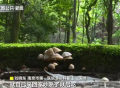 南京女子误食白色蘑菇中毒 专家：不鲜艳的野蘑菇也可能有毒