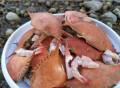 吃剩的螃蟹壳不要丢，科学家用它造出更强大的可降解电池