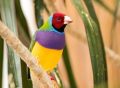 致命美丽！色彩艳丽的鸣禽有更高的灭绝风险
