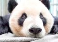 大熊猫“团团”疑似脑部病变 柯文哲：尽力给予最好治疗