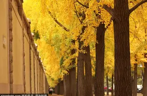 邂逅浪漫，京城这4条银杏大道满树金黄
