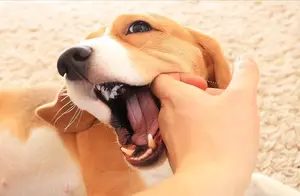你知道狗狗为何要“轻咬”你吗？它这些小心思没几人能猜透
