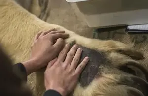 北极熊的爪子与人的手