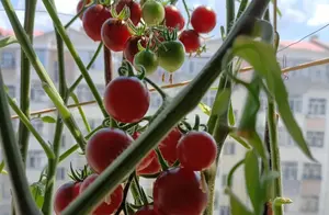 在阳台种几盆西红柿，赏花赏果可食用，锻炼身体，一举多得真美哉