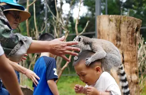 旅游旺季云南野生动物园：增设环尾狐猴散养区乐趣无穷