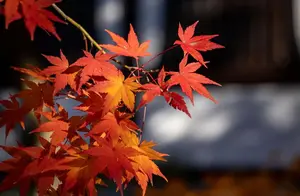 京都旅行｜如果只有一天在京都看红叶，我推荐这里