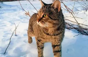 来认识生活在俄罗斯森林和草原上的野猫，大多都是珍稀保护动物