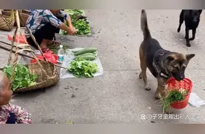 中华田园犬成精，自己上街买菜