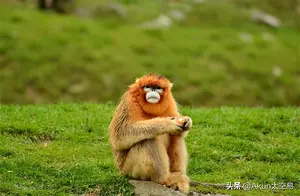 老外有多喜欢金丝猴？油管千万的热度，中国猴子都这么有礼貌吗？