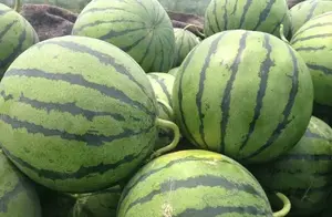 夏天，吃西瓜牢记这7点，就能买到甘甜多汁的西瓜，个个是好瓜