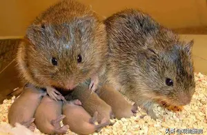 老鼠幼崽为什么不能碰？老鼠吃幼崽的原因是什么