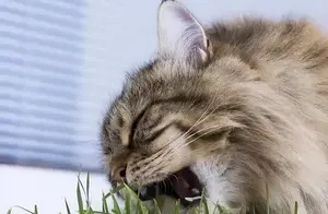 猫咪吃猫草的5个你不知道的好处？