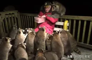 浣熊低语者：大爷每天晚上喂食几十只浣熊走红网络，场面太治愈了