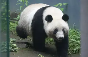 大熊猫“香香”再次延期回国，网友称想占为己有？为何日本不放手
