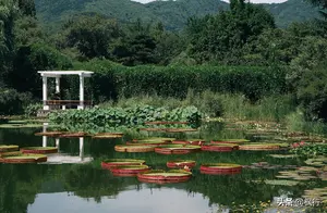 北京的国家植物园，现实版莫奈的花园，仲夏的视觉盛宴