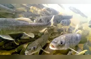 最大咸水湖青海湖，一年出鱼5000万斤，禁渔10年最大的鱼有多大？