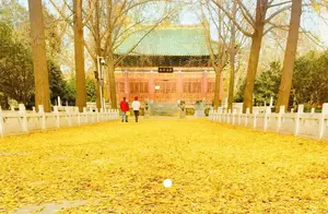 古寺与银杏，郑州今冬最后一片金黄
