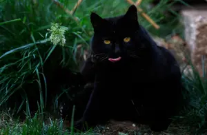 曾经无数富人养的“黑猫”，如今为啥无人问津？