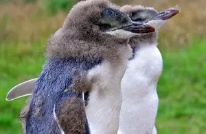 世界上最珍稀的企鹅，外表霸气逼人，内心超社恐，反差感太萌！