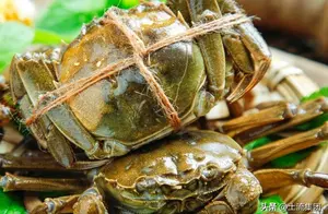 大闸蟹什么季节几月份最肥最好吃？吃公的还是母的好？