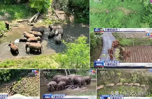 自驾游云南，探访西双版纳野象谷：你在这里看到过野生大象吗？