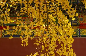 深秋时节，一定要去看一次银杏，看惊艳了时光的美景