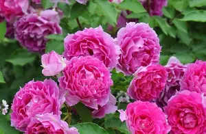 “最香的”13种花，一开花满盆，能香几十年，越养越值钱