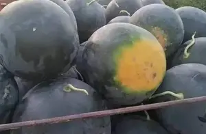 20年前2毛一斤黑皮瓜，风靡一时被日本炒到3万，为何现在无人敢种