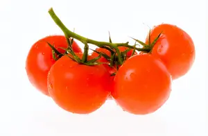 黄红番茄养殖都一样，学会这4点，阳台也能种出来