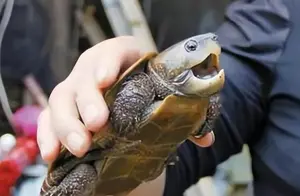 12年男子捡到“乌龟”，养了7年发现不对劲，警方赶到将乌龟带走