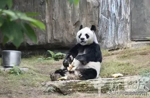 香港海洋公园大熊猫安安离世 享年35岁